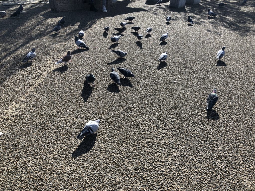 清水寺付近にいた鳩の写真