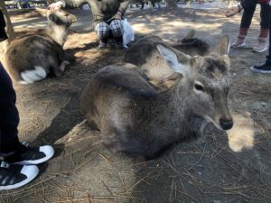 【驚きの結末】大阪から奈良まで歩いてみた