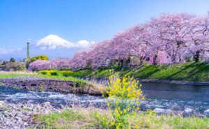 【2025年4月版】SwitchBotのテープライト/Xiaomiのモニター/エレコム製品